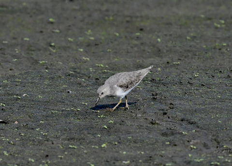 オジロトウネン4990