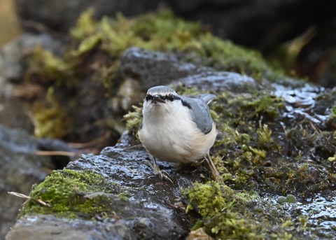 ゴジュウカラ9276