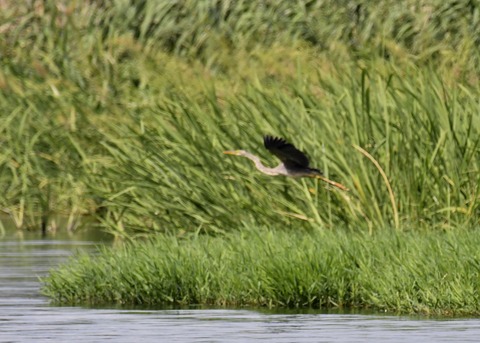 ムラサキサギ6626