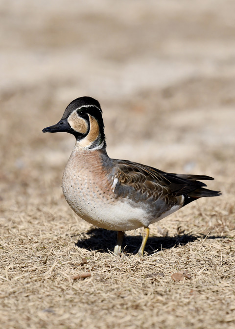 トモエガモ♂1408◎