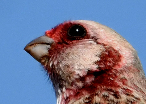 ベニマシコ♂3493