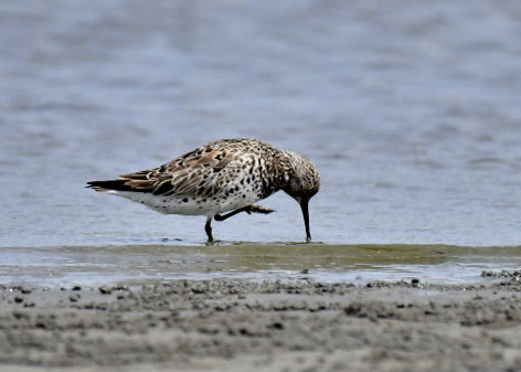 オバシギ夏羽7530