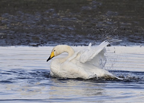 オオハクチョウ4160