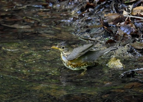 クロツグミ♀3985