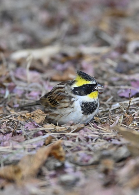 ヤマホオジロ♂5314