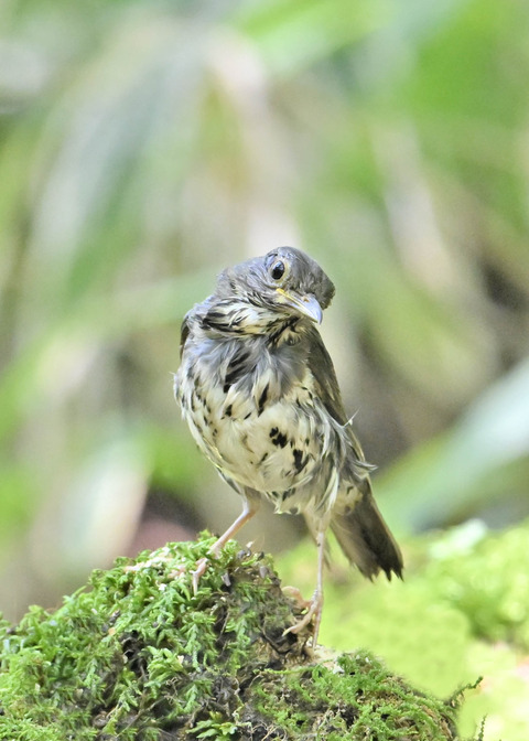 クロツグミ♂幼鳥5565
