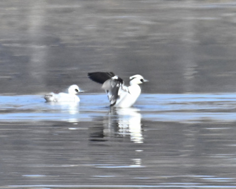 羽ばたくミコアイサ♂4559