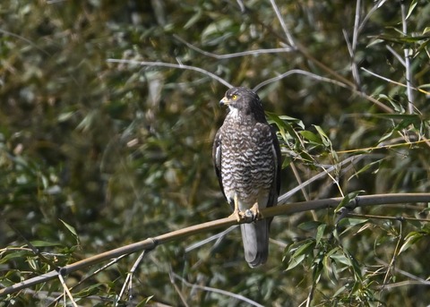 サシバ♀9645