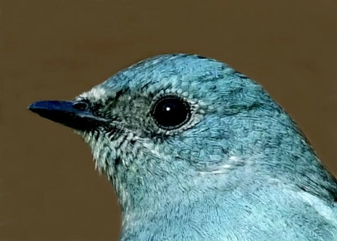 ロクショウビタキ8004