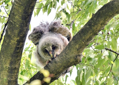 フクロウのヒナ②4352