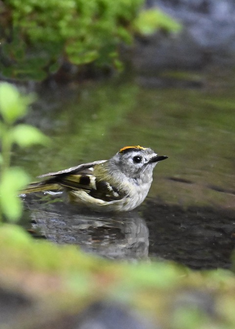 キクイタダキ♂1116