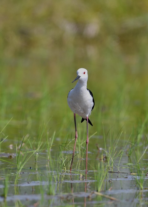 セイタカシギ♀5732