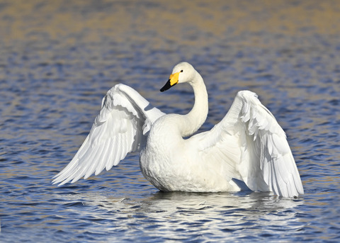 オオハクチョウ7655
