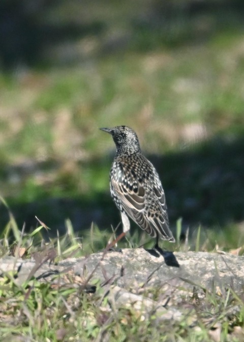 ホシムクドリ5741