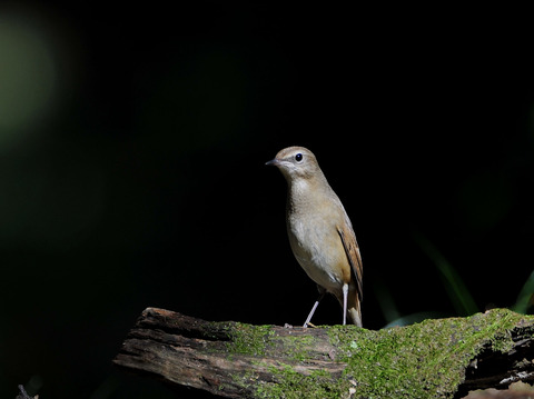 ノゴマ♀3389