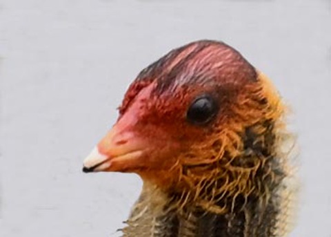 オオバンのヒナ0005