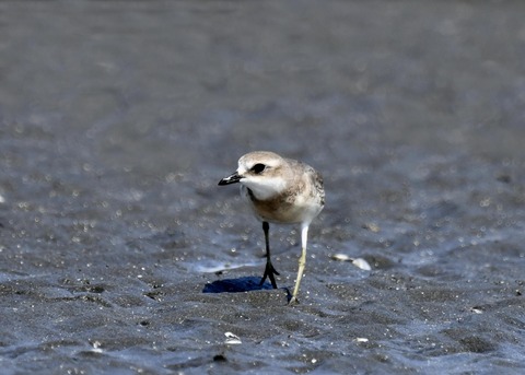 メダイチドリ2494