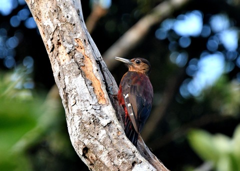 ノグチゲラ♀7122