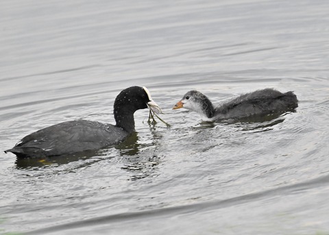 オオバン親子7147