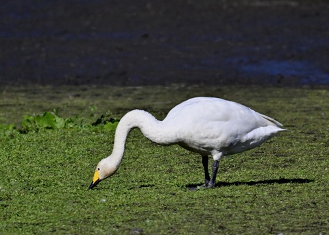 オオハクチョウ2940