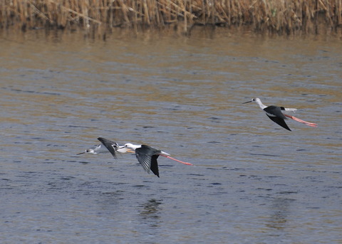 飛ぶ・セイタカシギ0252