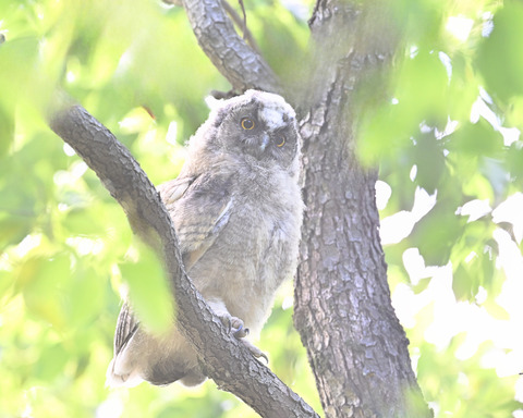 トラフズク雛5139