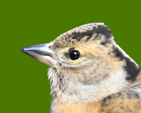 アトリ♀6000