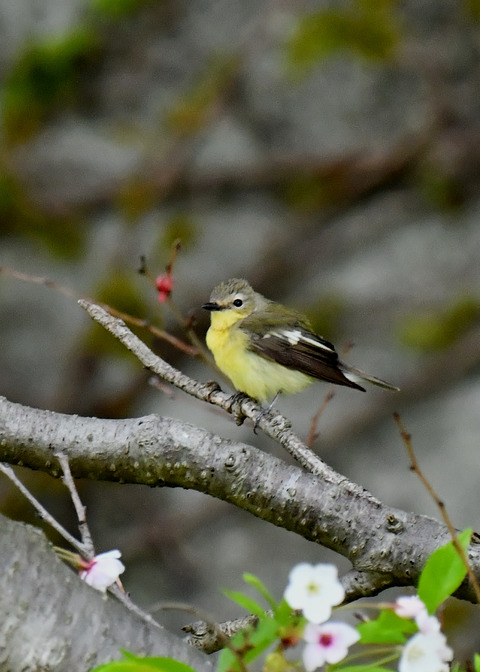 マミジロキビタキ♀6832