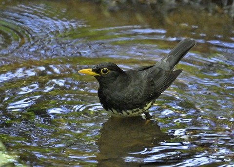 クロツグミ♂5545