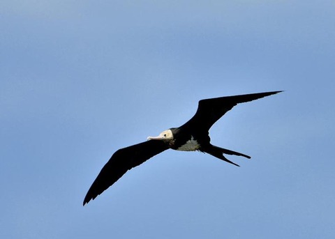 オオグンカンドリ0629