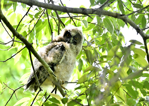 トラフズクのヒナ1898