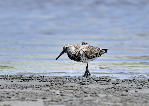 オバシギ夏羽7588
