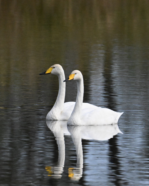 オオハクチョウ4450