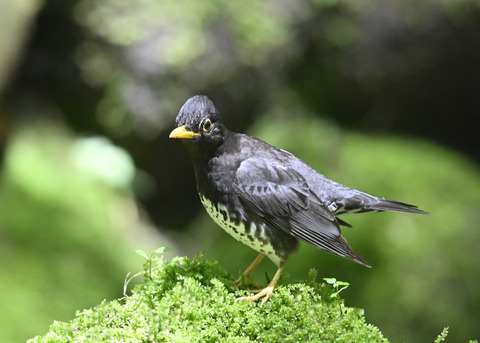 クロツグミ♂0142