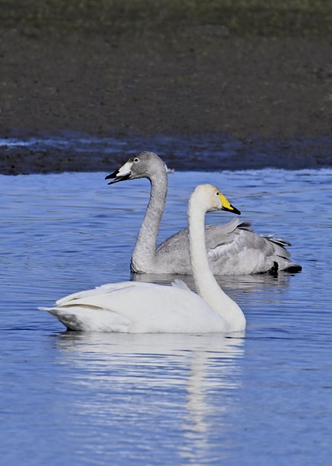 オオハクチョウ3312