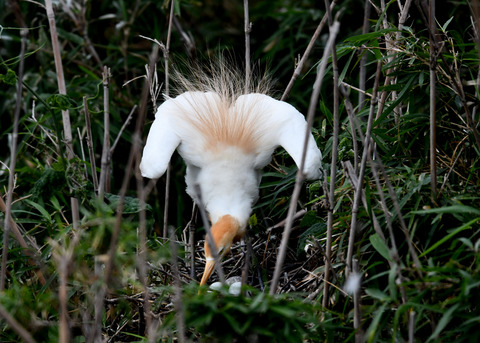 アマサギ(抱卵)5581