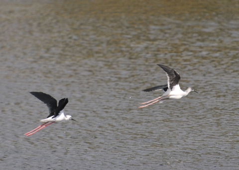 飛ぶ・セイタカシギ0199
