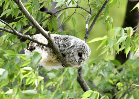 フクロウのヒナ②0016