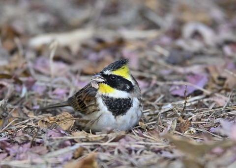 ヤマホオジロ♂5318 - コピー