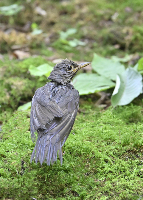 クロツグミ♂幼鳥5564
