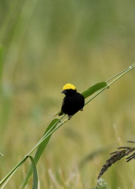 オウゴンチョウ1354