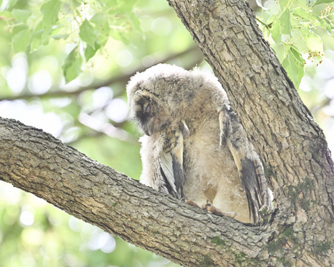 トラフズクの雛3880