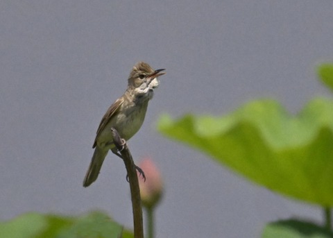 オオヨシキリ2067