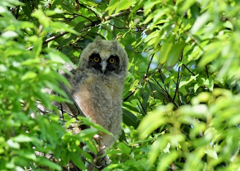 トラフズクのヒナ6278