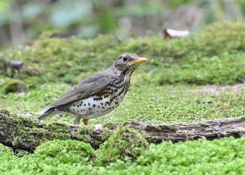 クロツグミ♀1069