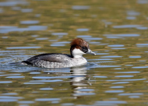 ミコアイサ♀3381