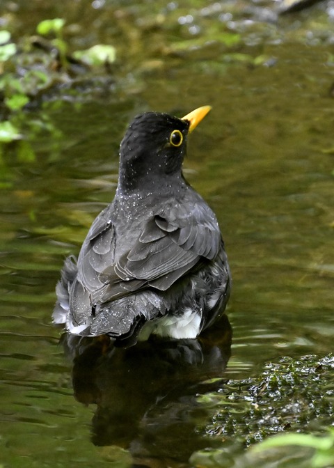 クロツグミ♂3500