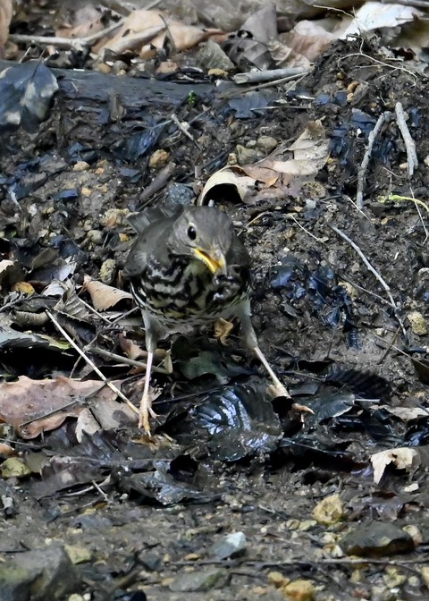 クロツグミ幼鳥5865