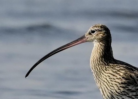 ダイシャクシギ0272