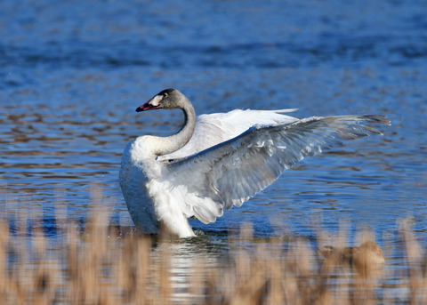 オオハクチョウ8568